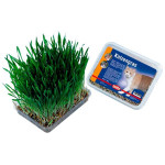 Grass for cats Nobby 100 g - VÝPREDAJ