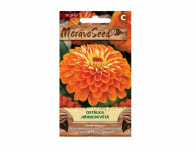 Seed Ostálka sticky dahlia-flowered, orange - VÝPREDAJ