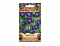 Asarina seed creeping, purple - VÝPREDAJ